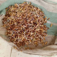 شلتک بذر درجه یک