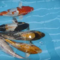 ماهی کوی|ماهی|تهران, شهرک ولیعصر شمالی|دیوار