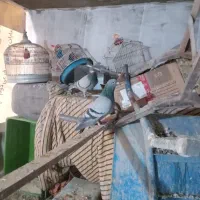 پلاکی مسافتی