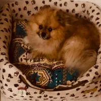 پامرانین خرسی فروشی نیست