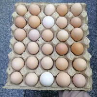 تخم مرغ محلی گلپایگان