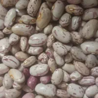 لوبیا چیتی