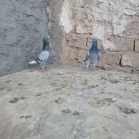 کبوتر مسافتی پلاکی|پرنده|حمیدیا, |دیوار