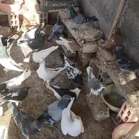 خانه کفتر