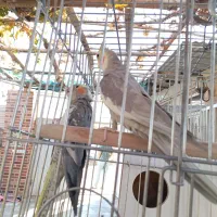 عروس هلندی و طوطی کوتوله|پرنده|مهریز, |دیوار