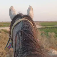 اسب عرب|اسب و تجهیزات اسب‌سواری|شادگان, |دیوار