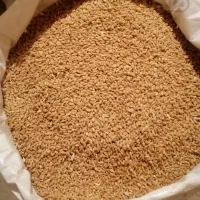 گندم بذر سیروان به مقدار ده تن|خدمات باغبانی و درختکاری|کر, |دیوار