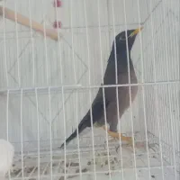 مرغ مینا به فروش می رسد