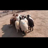 11عدد بره 7نر4ماده|حیوانات مزرعه|دره شهر, |دیوار
