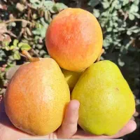 فروش نهال پربار و دیرگل باقری|خدمات باغبانی و درختکاری|زنجان, |دیوار