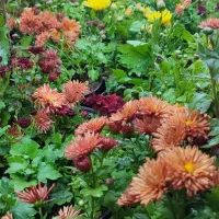 خدمات فضای سبز