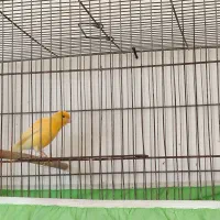 قناری|پرنده|مرودشت, کناره|دیوار