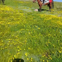اسب مادیان آرام و زیبا نژاد کورد