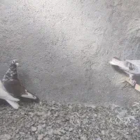 کفتر درجه یک ذات درست