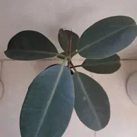 میناسخنگو،گل فیکوس