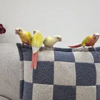 گرینچیک، ردچیک، مونچیک