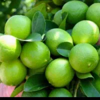 خریدار لیمو (ترش و سنگی) و مرکبات
