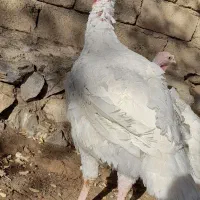 بوقلمون بیوتی (سفید)|حیوانات مزرعه|بانه, |دیوار