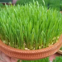 سبزه عید|گل و گیاه طبیعی|برازجان, |دیوار