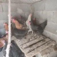 مرغ تخم گزار|حیوانات مزرعه|مبارکه, |دیوار