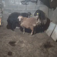 میش اصلی|حیوانات مزرعه|سلامی, |دیوار