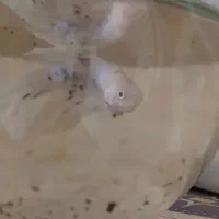 دو جفت ماهی فایتر کلکسیونی کمیاب|ماهی|مشهد, سازمان آب|دیوار