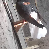 یک ماده دم سفید، ۲تا جوجه سده