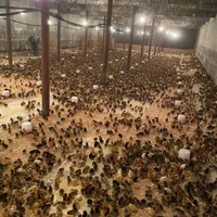جوجه بومی مرغ وخروس