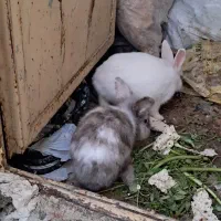 خرگوش|موش و خرگوش|بوشهر, |دیوار