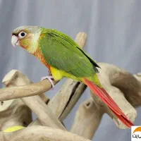 گرینچیک گم شده