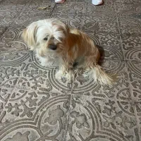 سگ شیدزو پا کوتاه|سگ|کرمان, |دیوار