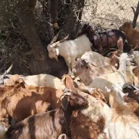 فروش انواع کر چاق وسرحدی|حیوانات مزرعه|درب بهشت, |دیوار