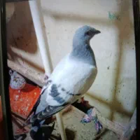 کفتر گمشده|پرنده|کوهسار (البرز), |دیوار