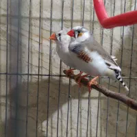 لوازم خانگی