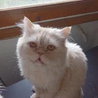 گربه نر پرشین اصیل