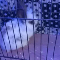 خرگوش لوپ نر.      سگ موتور ماشین عروس هلندی قناری