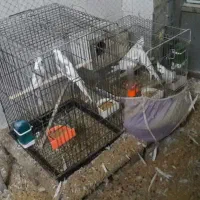 فروش طوطی و لوازم جانبی|پرنده|چهارباغ, |دیوار