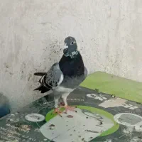 ابلغ مسافتی