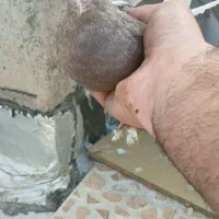 ماده دم قهوای|پرنده|شاهینشهر, شهرک امام علی|دیوار