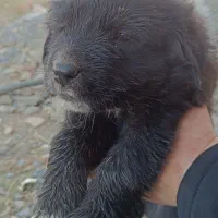 توله ماده قهدریجانی