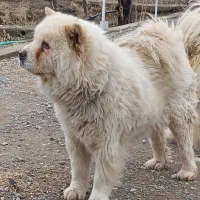 سگ چاوچاو|سگ|باسمنج, |دیوار