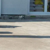 واگذاری گربه dsh رایگان|گربه|چاف و چمخاله, |دیوار