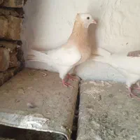 کبوتر ارسنجان