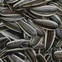 پخش عمده و خرده از شهرستان خوی