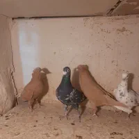 کبوتر رنگی|پرنده|تهران, شارق|دیوار