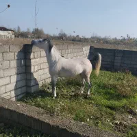 اسب(مادیان عرب ایرانی)