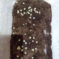 حلزون|خزنده|کرمان, |دیوار