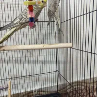 عروس هلندی نرو ماده|پرنده|قرچک, صالح آباد|دیوار