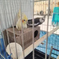 عروس هلندی همراه با ۴ جوجه نژاد دار