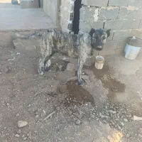 سگ افقان|سگ|قیدار, |دیوار